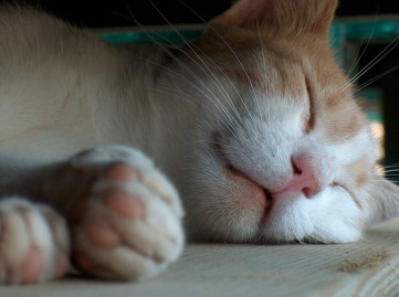 sleeping-cat-1401266
